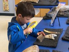 exploring fossils